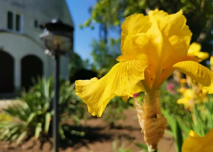 Laguna Panzio לינה וארוחת בוקר Gárdony